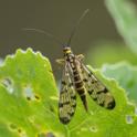 Panorpa germanica (German Scorpionfly).jpg